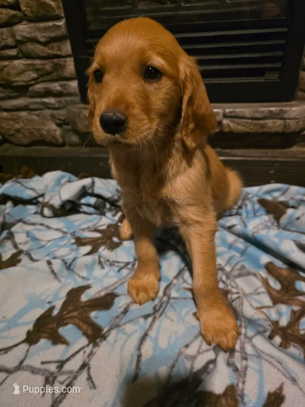 Cola – Golden Retriever puppy for sale in Fort Ripley, MN