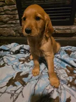 Cola, a female Golden Retriever for sale in Fort Ripley, MN – 1 of 7
