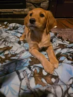 Cookie, a female Golden Retriever for sale in Fort Ripley, MN – 5 of 6