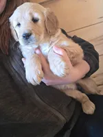 Katie, a female Golden Retriever for sale in Fort Ripley, MN – Photo 2 of 6