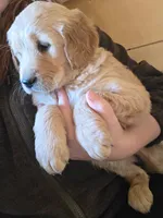 Katie, a female Golden Retriever for sale in Fort Ripley, MN – Photo 5 of 6