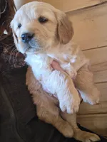 Katie, a female Golden Retriever for sale in Fort Ripley, MN – Photo 3 of 6