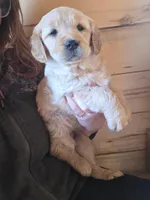 Katie, a female Golden Retriever for sale in Fort Ripley, MN – Photo 4 of 6