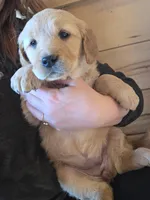 Katie, a female Golden Retriever for sale in Fort Ripley, MN – Photo 6 of 6