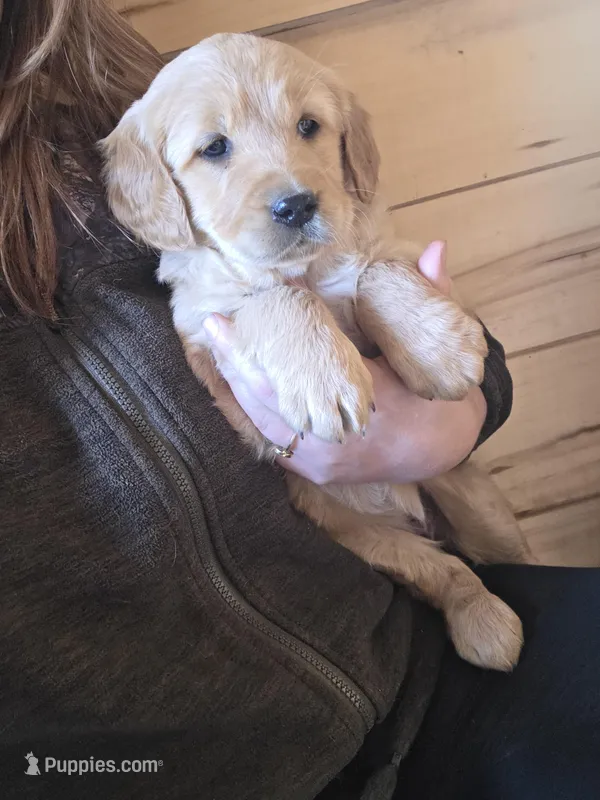 Katie – Golden Retriever puppy on hold in Fort Ripley, MN