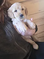 Katie, a female Golden Retriever for sale in Fort Ripley, MN – Photo 1 of 6