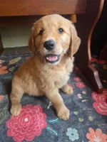 Scarlette, a female Golden Retriever for sale in Fort Ripley, MN – 4 of 9