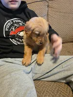 Trixie, a female Golden Retriever for sale in Fort Ripley, MN – Photo 8 of 10