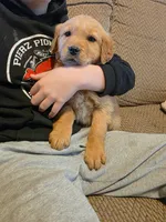 Trixie, a female Golden Retriever for sale in Fort Ripley, MN – Photo 1 of 10