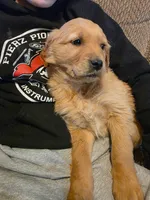 Trixie, a female Golden Retriever for sale in Fort Ripley, MN – Photo 5 of 10