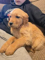 Trixie, a female Golden Retriever for sale in Fort Ripley, MN – Photo 6 of 10