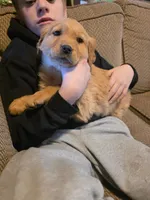 Trixie, a female Golden Retriever for sale in Fort Ripley, MN – Photo 2 of 10