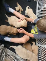 Wren, a female Golden Retriever for sale in Fort Ripley, MN – 10 of 10