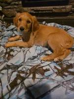 Cookie, a female Golden Retriever for sale in Fort Ripley, MN – 4 of 6