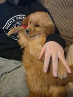 Franklin , a male Golden Retriever for sale in Fort Ripley, MN – Photo 6 of 7