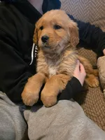 Franklin , a male Golden Retriever for sale in Fort Ripley, MN – Photo 1 of 7