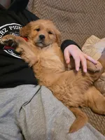 Franklin , a male Golden Retriever for sale in Fort Ripley, MN – Photo 2 of 7