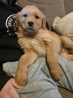 Franklin , a male Golden Retriever for sale in Fort Ripley, MN – Photo 7 of 7