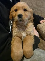 Franklin , a male Golden Retriever for sale in Fort Ripley, MN – Photo 3 of 7