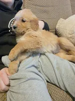 Franklin , a male Golden Retriever for sale in Fort Ripley, MN – Photo 5 of 7