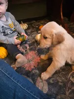 Amber, a female Golden Retriever for sale in Fort Ripley, MN – 6 of 9