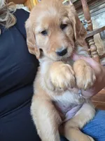Autumn, a female Golden Retriever for sale in Fort Ripley, MN – 7 of 9