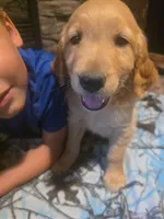Pickles, a male Golden Retriever for sale in Fort Ripley, MN – 2 of 8
