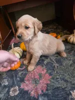 Dusty, a male Golden Retriever for sale in Fort Ripley, MN – 2 of 8