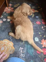 Autumn, a female Golden Retriever for sale in Fort Ripley, MN – 4 of 9