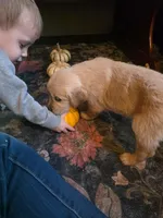 Amber, a female Golden Retriever for sale in Fort Ripley, MN – 4 of 9