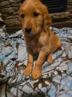 Pepper, a female Golden Retriever for sale in Fort Ripley, MN – 2 of 8