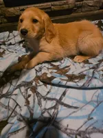 Nugget, a male Golden Retriever for sale in Fort Ripley, MN – 6 of 6