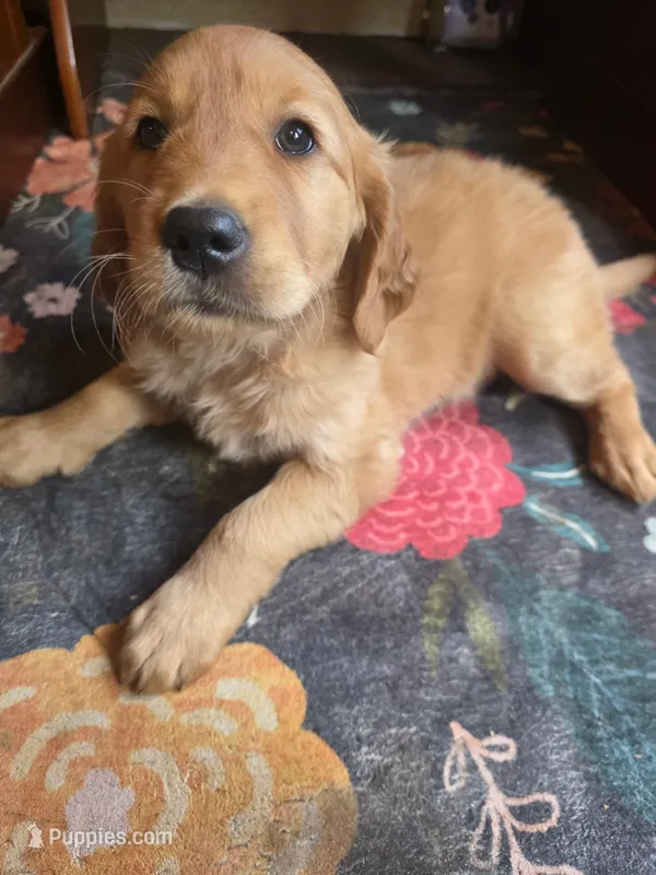 Autumn – Golden Retriever puppy for sale in Fort Ripley, MN