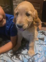 Pickles, a male Golden Retriever for sale in Fort Ripley, MN – 8 of 8