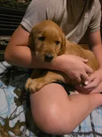 McDonald, a male Golden Retriever for sale in Fort Ripley, MN – 3 of 7