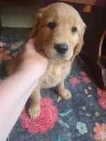 Scarlette, a female Golden Retriever for sale in Fort Ripley, MN – 3 of 9