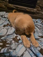 Tator Tot, a male Golden Retriever for sale in Fort Ripley, MN – 4 of 6