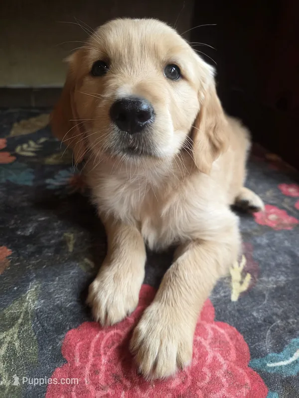 Barley – Golden Retriever puppy on hold in Fort Ripley, MN