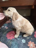 Barley, a male Golden Retriever for sale in Fort Ripley, MN – 8 of 9
