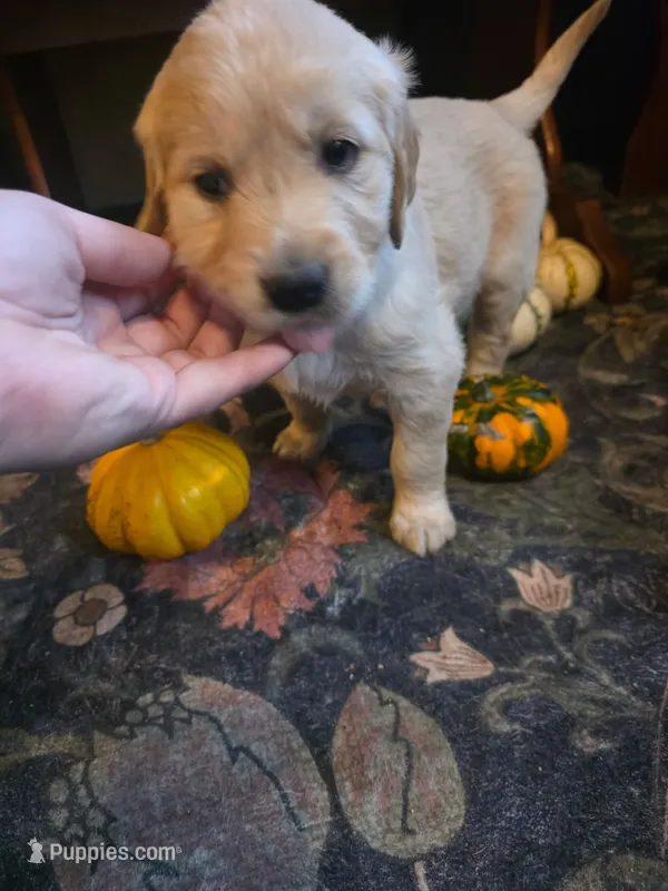 Wren – Golden Retriever puppy for sale in Fort Ripley, MN