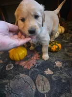 Wren, a female Golden Retriever for sale in Fort Ripley, MN – 1 of 10