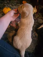 Wren, a female Golden Retriever for sale in Fort Ripley, MN – 6 of 10