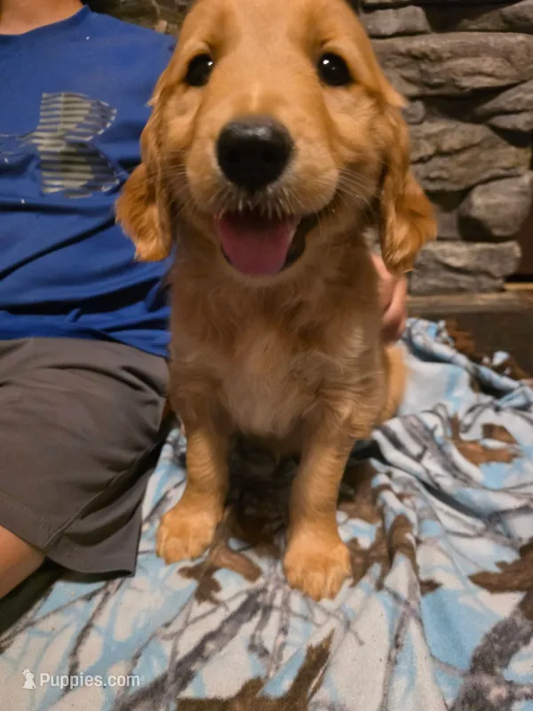 Patty – Golden Retriever puppy for sale in Fort Ripley, MN