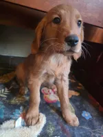 Pumpkin, a female Golden Retriever for sale in Fort Ripley, MN – 6 of 8