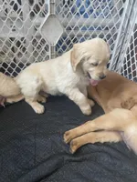 Brudus , a male Golden Retriever for sale in Fort Ripley, MN – Photo 4 of 7