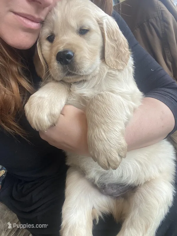 Brudus  – Golden Retriever puppy for sale in Fort Ripley, MN