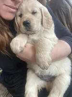Brudus , a male Golden Retriever for sale in Fort Ripley, MN – Photo 1 of 7