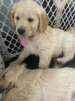 Brudus , a male Golden Retriever for sale in Fort Ripley, MN – Photo 5 of 7