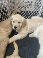 Brudus , a male Golden Retriever for sale in Fort Ripley, MN – Photo 3 of 7