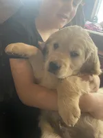 Brudus , a male Golden Retriever for sale in Fort Ripley, MN – Photo 6 of 7